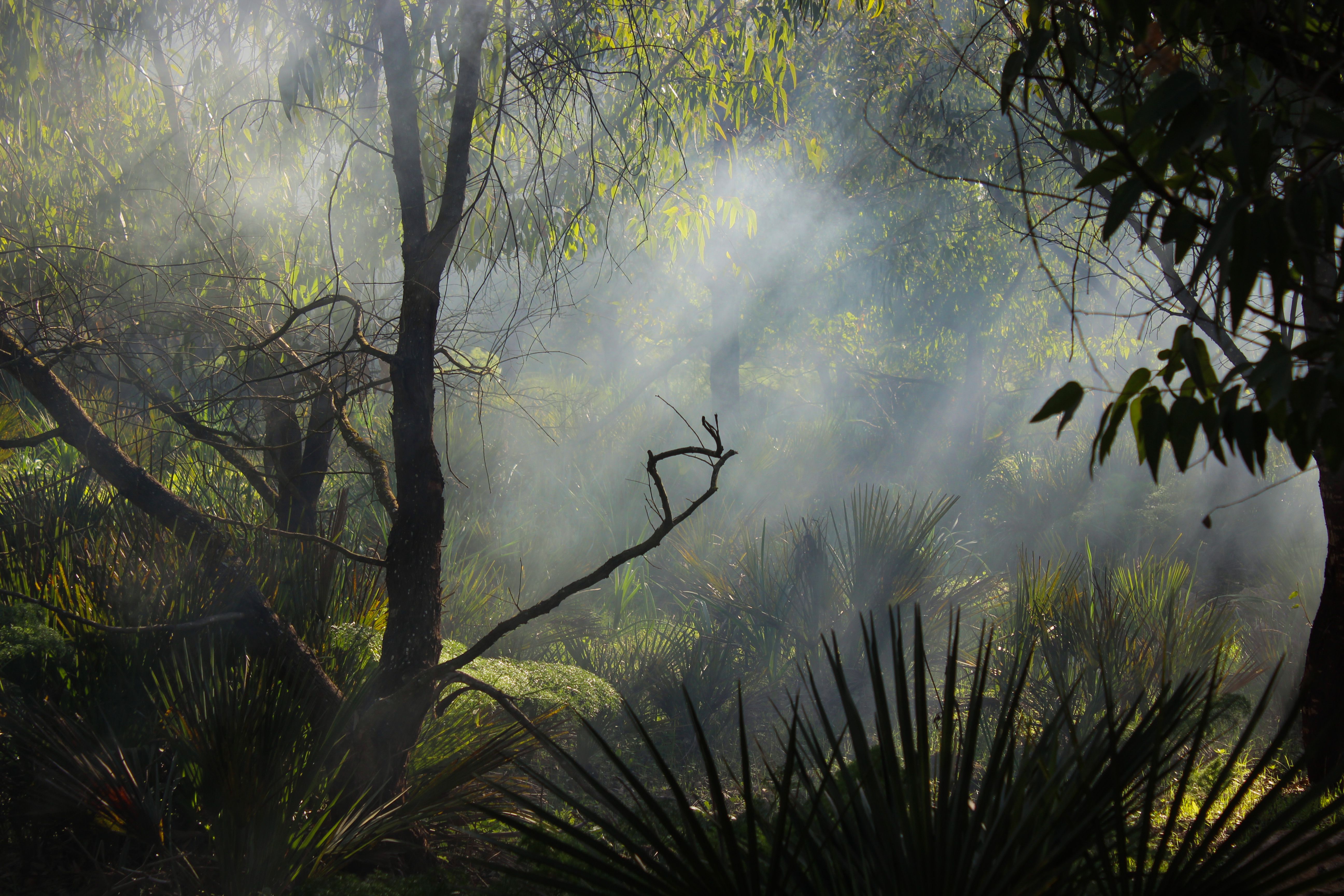 Misty Sunlight Through Trees in Bouskoura Forest · Free Stock Photo