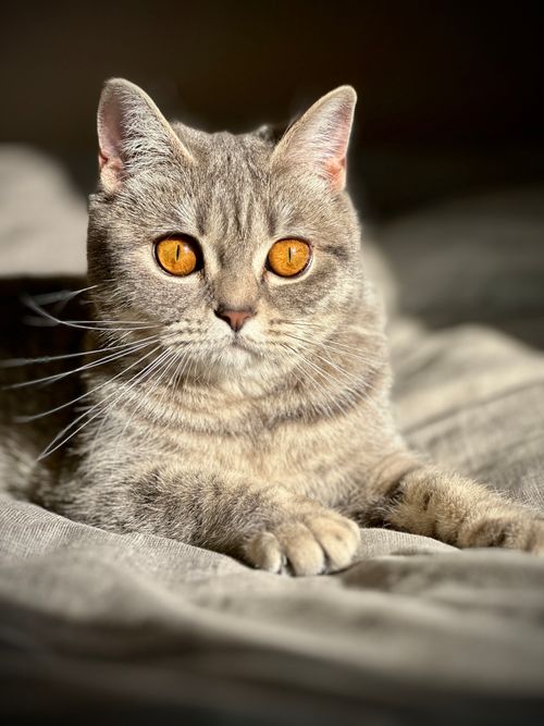Free A British Shorthair cat with striking amber eyes lounging comfortably indoors. Stock Photo