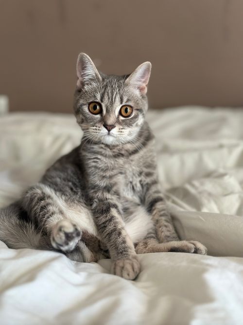 Free Cute gray tabby cat sitting on a white bed looking curious. Stock Photo