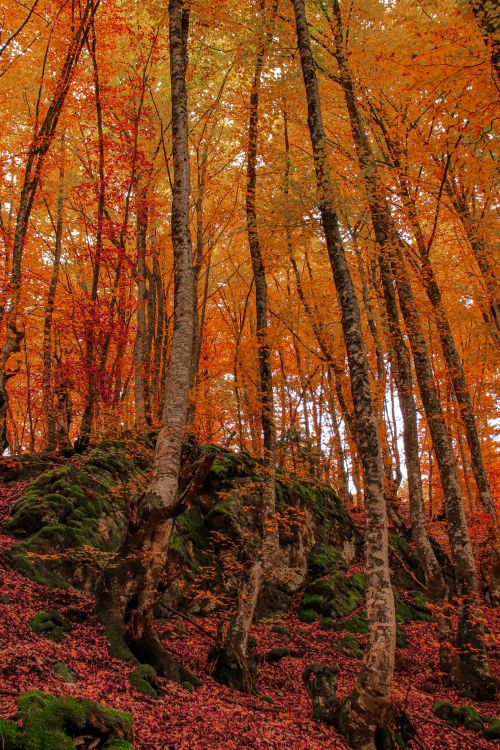 Free Experience the vibrant fall colors in Čajniče's scenic forest landscape. Stock Photo