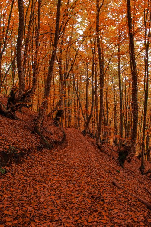 Free Explore the vibrant autumn colors of Čajniče's forest trail in Bosnia and Herzegovina. Stock Photo