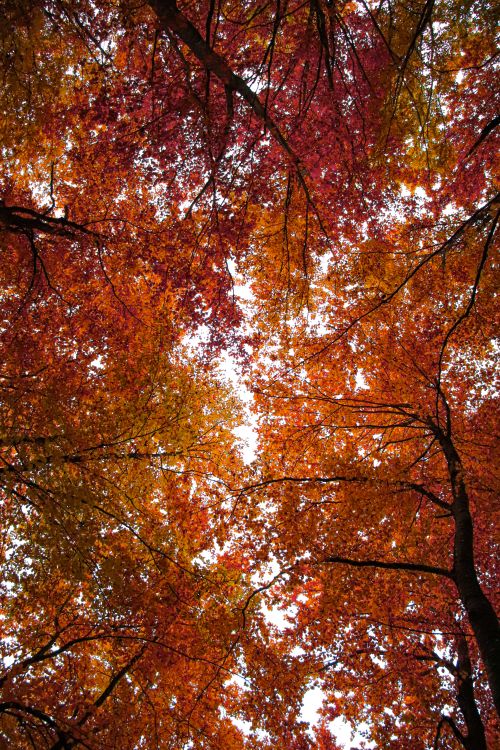 Free Stunning view of autumn foliage with vibrant orange and red leaves in Čajniče forest, Bosnia and Herzegovina. Stock Photo