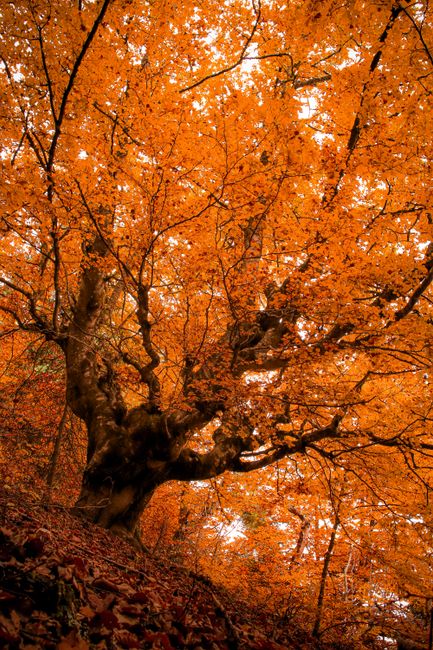 Bright orange leaves adorn a mystical tree in a Bosnian forest during autumn.