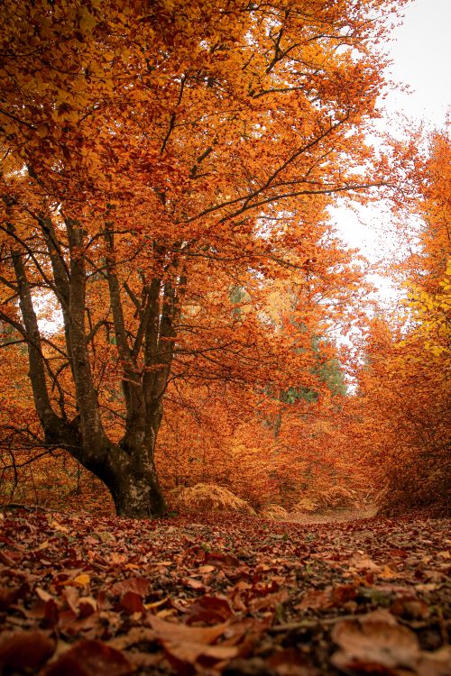 Free Enchanting autumn forest with vibrant orange leaves in Čajniče, Bosnia and Herzegovina. Stock Photo
