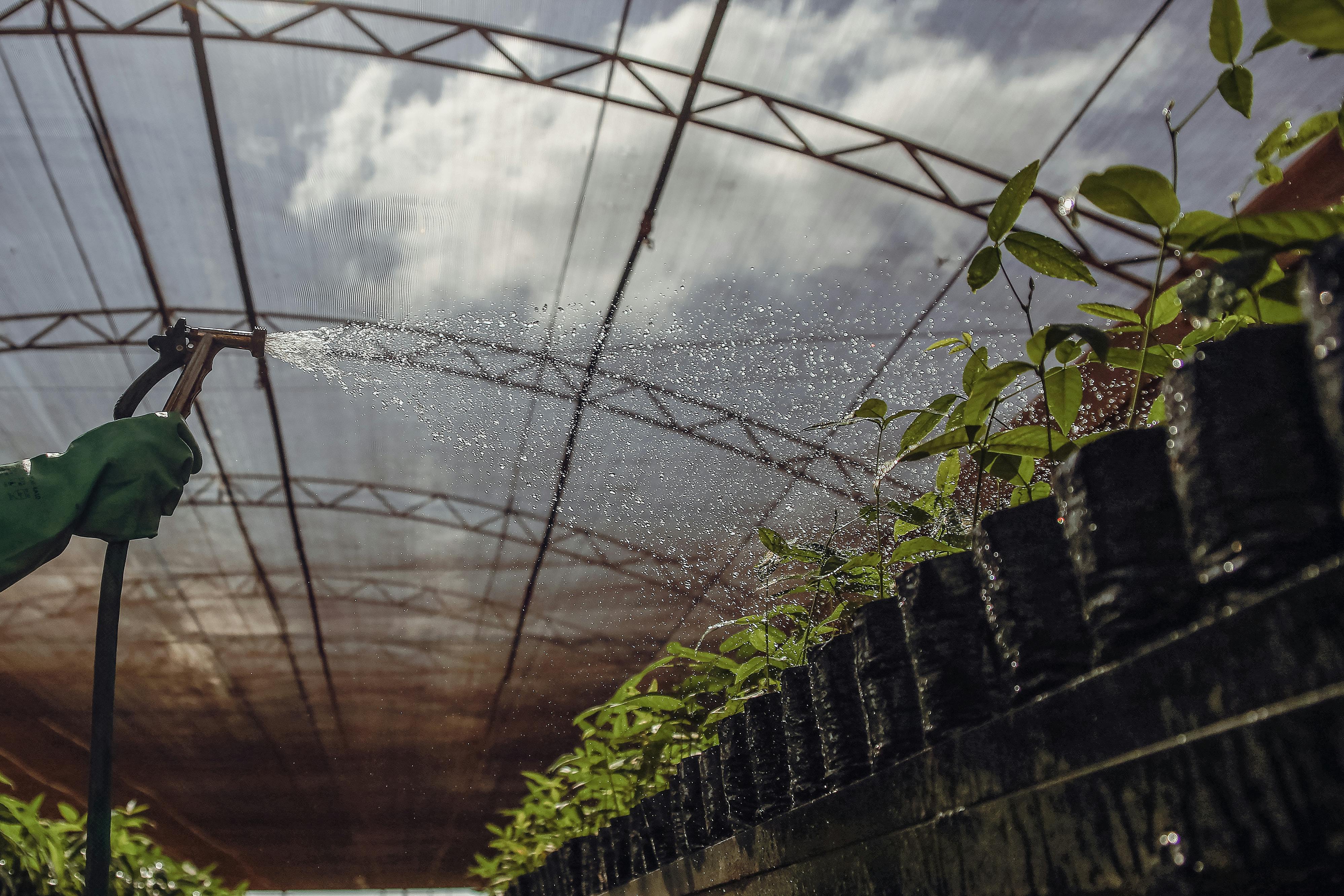 A vibrant scene of plants being watered inside a Brazilian greenhouse.
