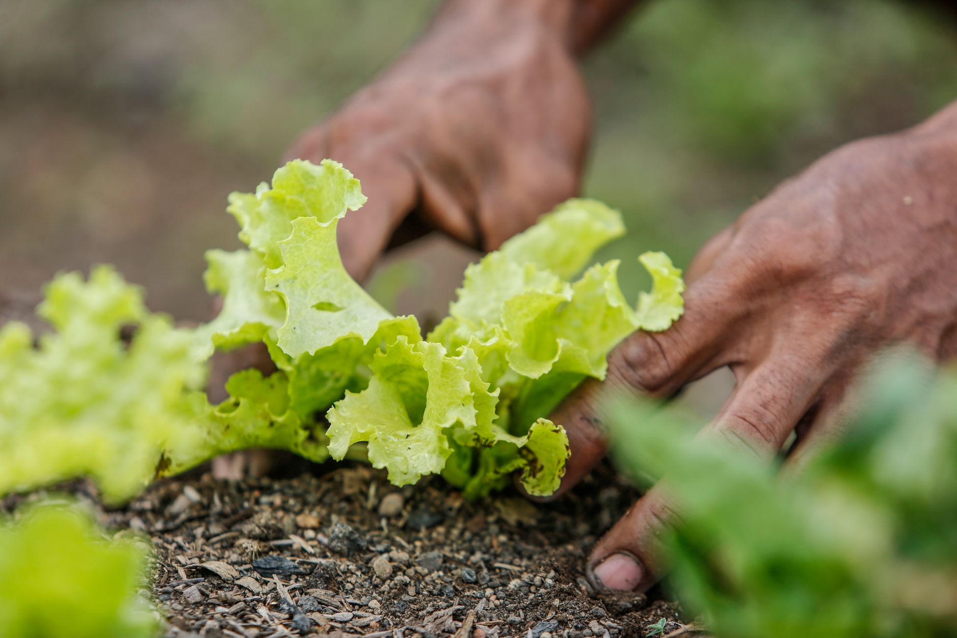 Panorama Agro: Empreendedorismo, Mão de Obra e Receitas Naturais