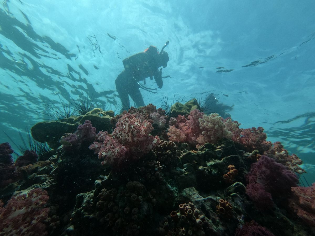 A scuba diver exploring a colorful coral reef underwater showcasing marine biodiversity