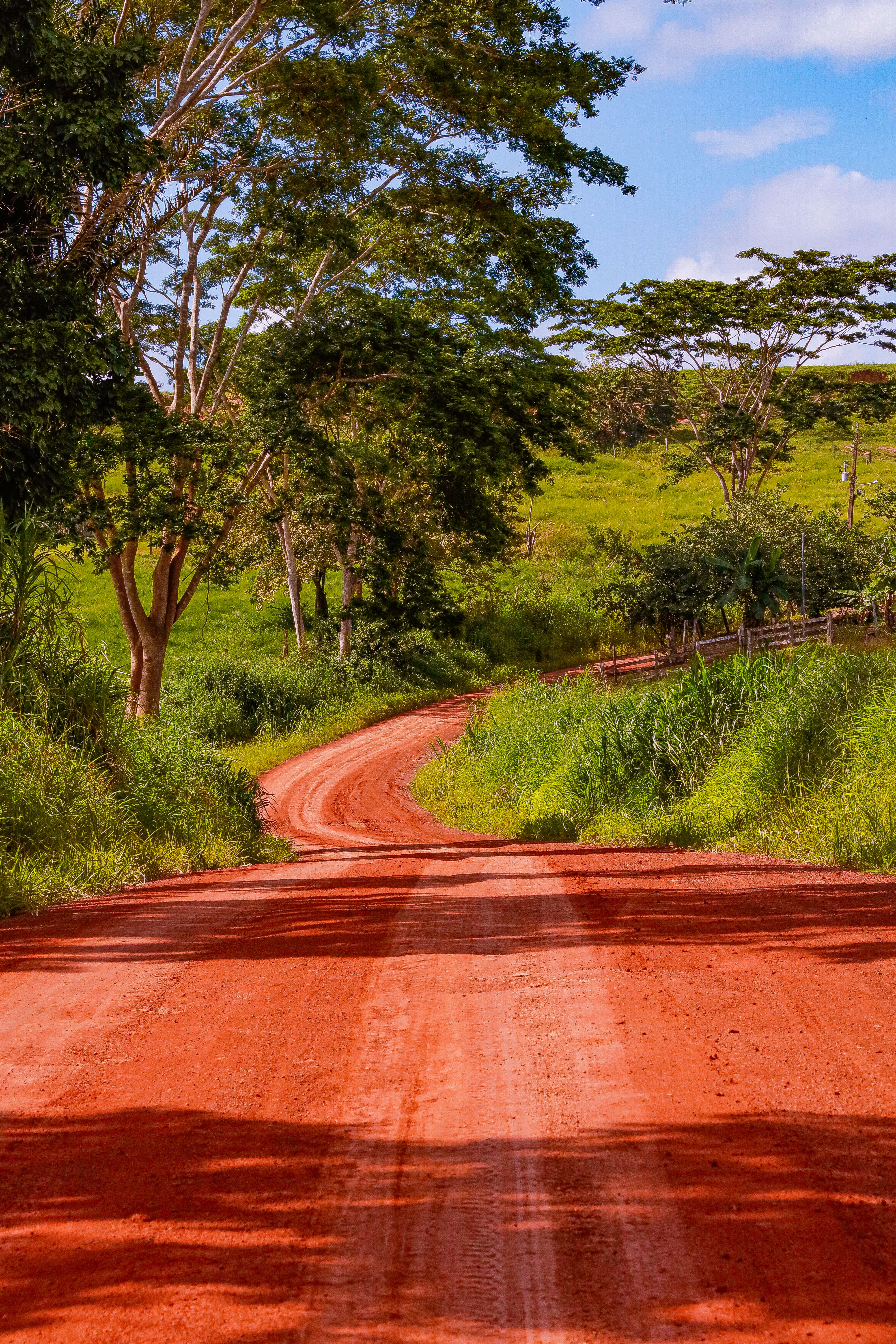 Red Dirt Road in Lush Green Forest Landscape · Free Stock Photo