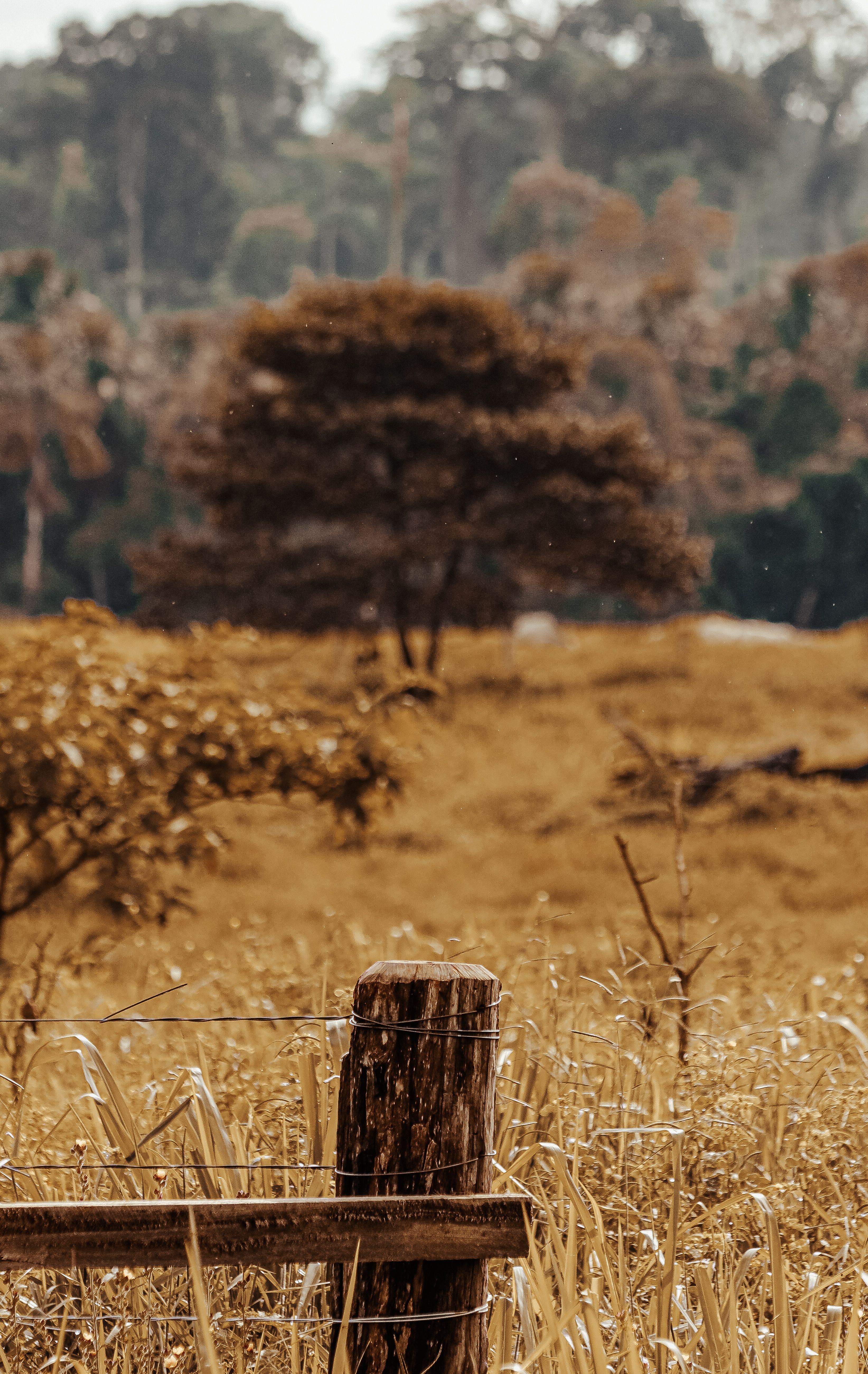 Rustic Landscape with Wooden Fence Post · Free Stock Photo