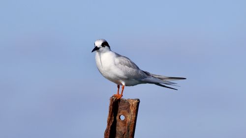 Free A common tern perched on a wooden post against a clear blue sky in California. Stock Photo