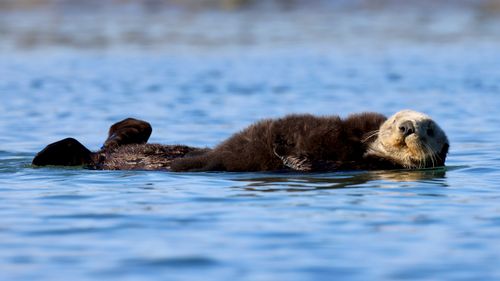 Free A peaceful sea otter floats on tranquil ocean waters in California. Stock Photo