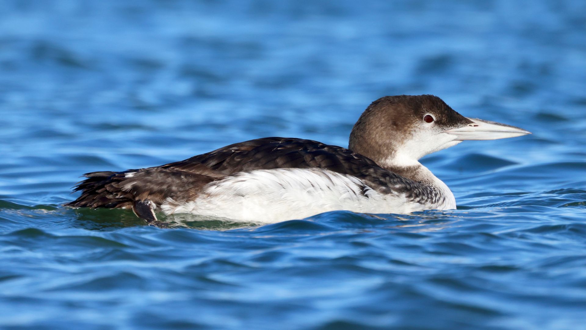 Close-up of a Common Loon (Gavia immer) swimming in the blue waters off California's coast.