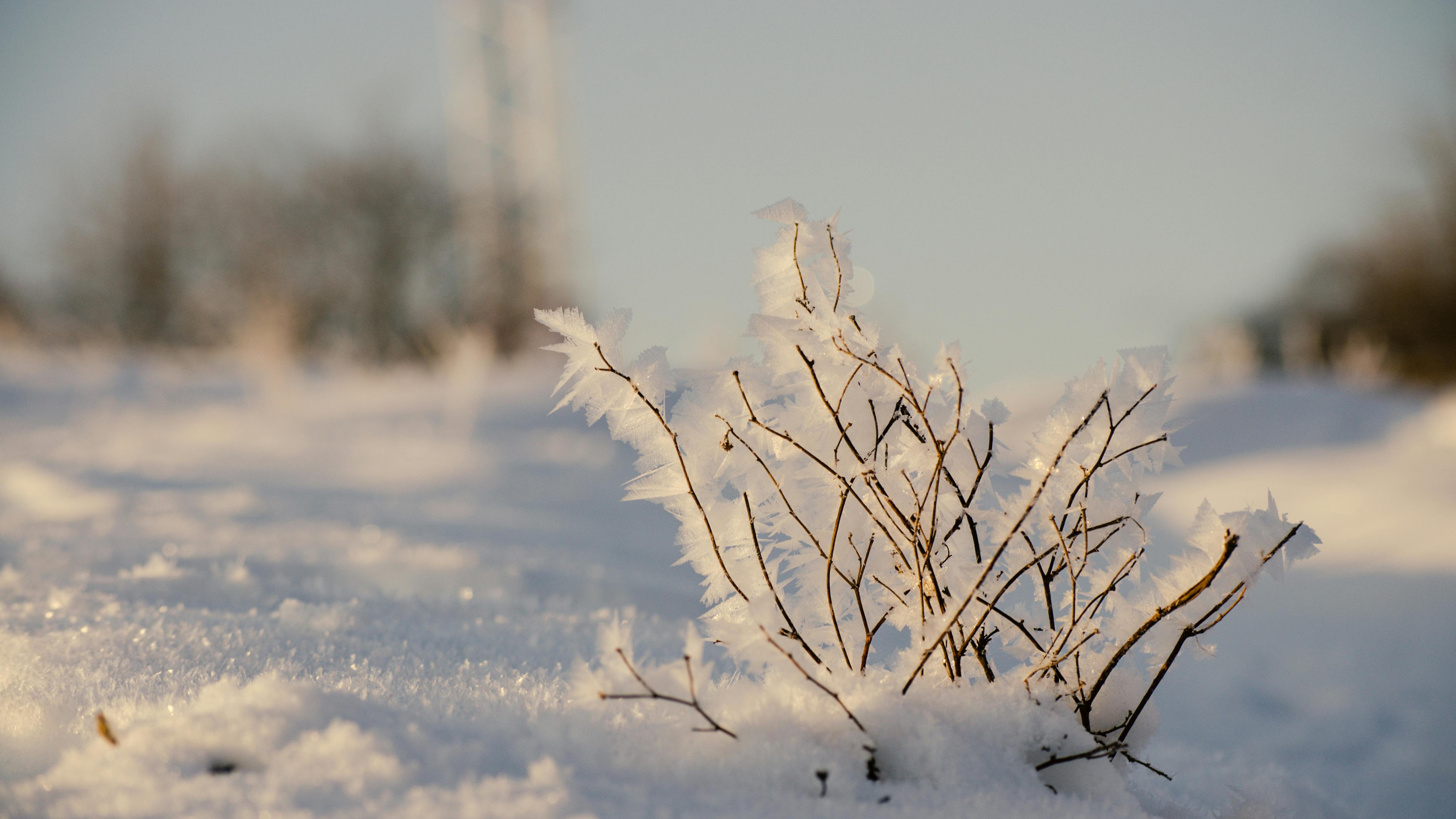 Free stock photo of cold, flowers, frosty