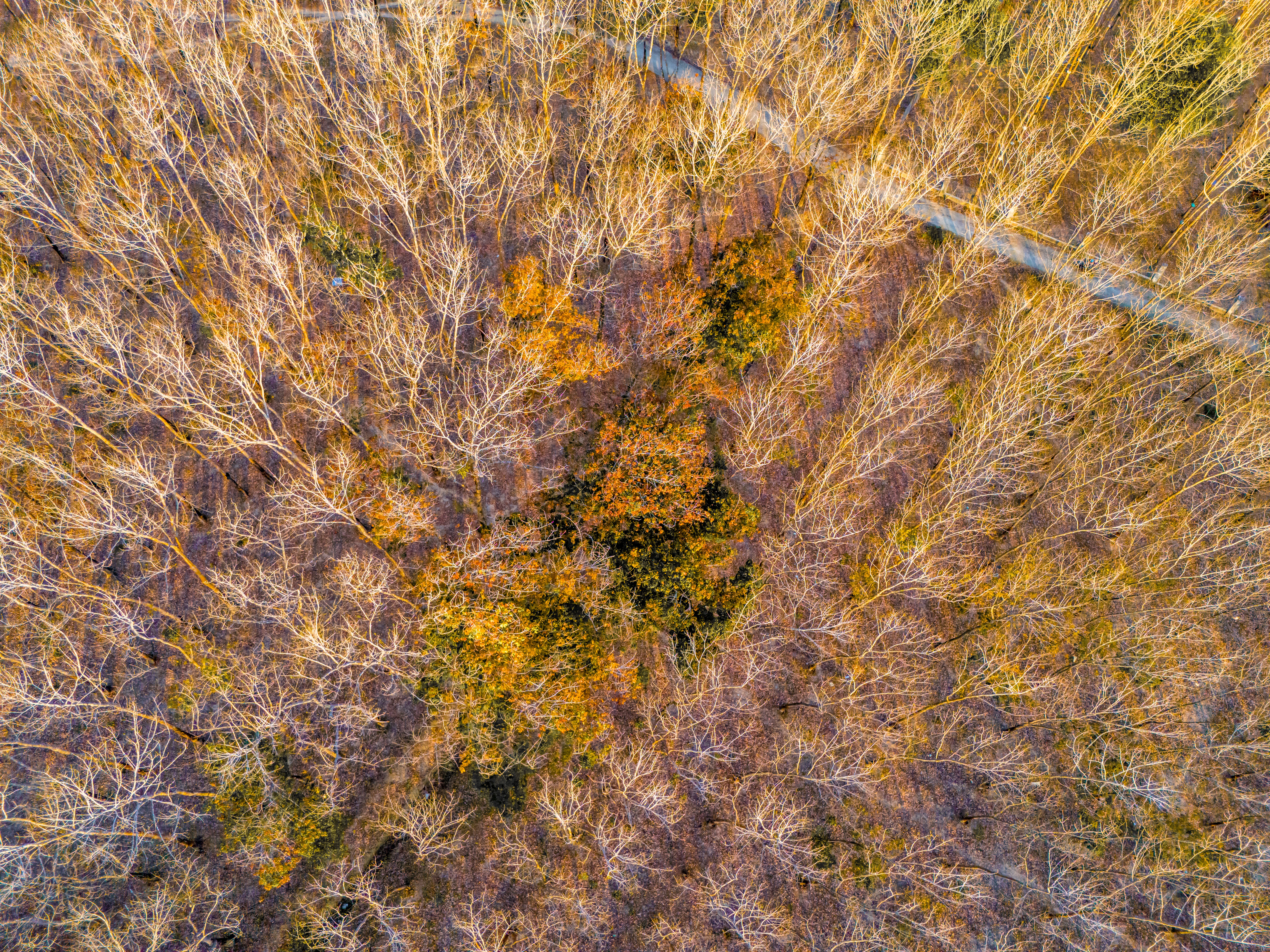 A stunning aerial view of a forest with bare trees and autumn foliage, showcasing seasonal change.