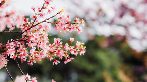Free Close-up of cherry blossoms in full bloom against a blurred natural background. Stock Photo