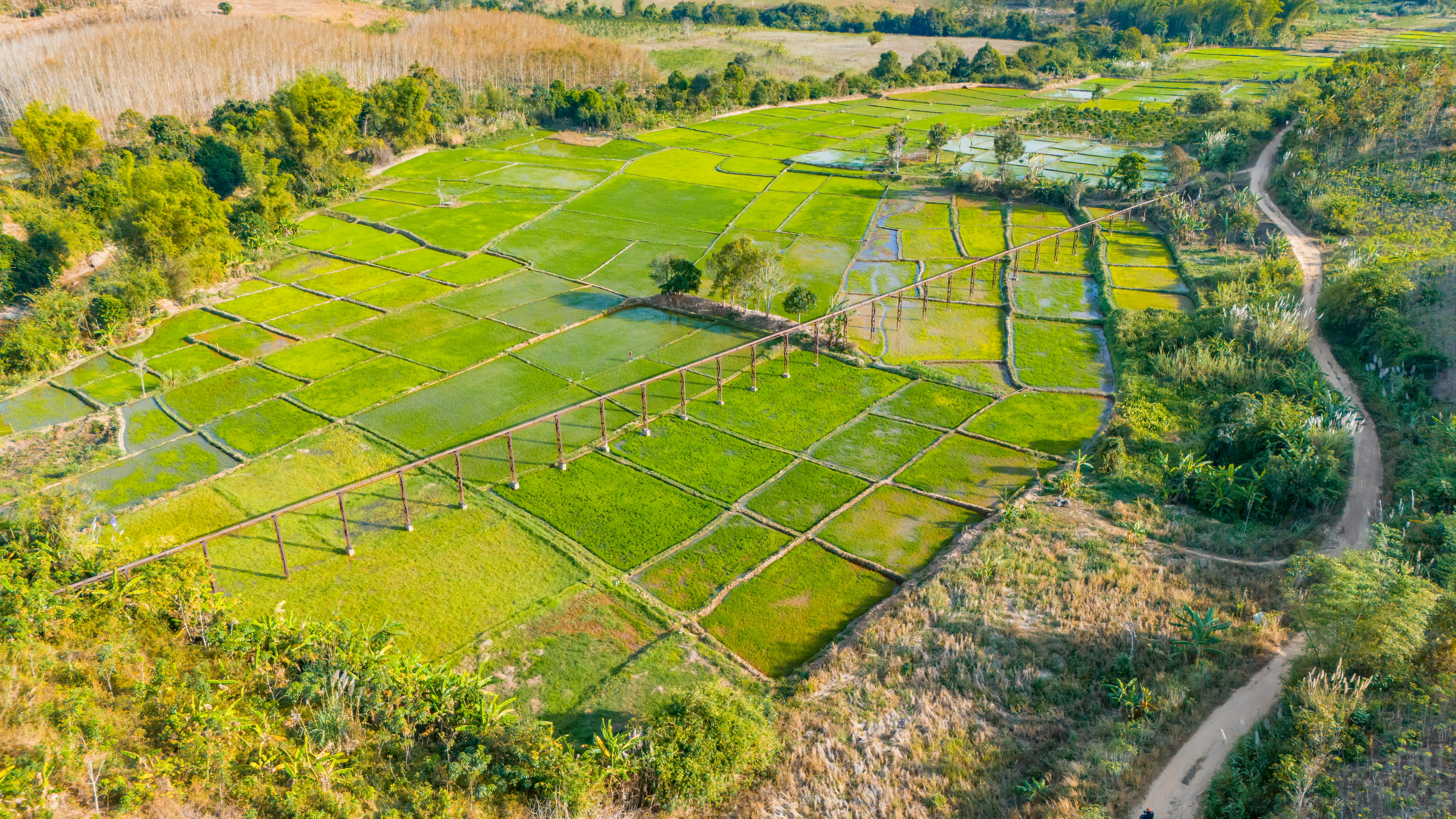 Scenic aerial photograph of vibrant rice fields in Kon Tum, Vietnam, showcasing stunning agricultural landscapes.