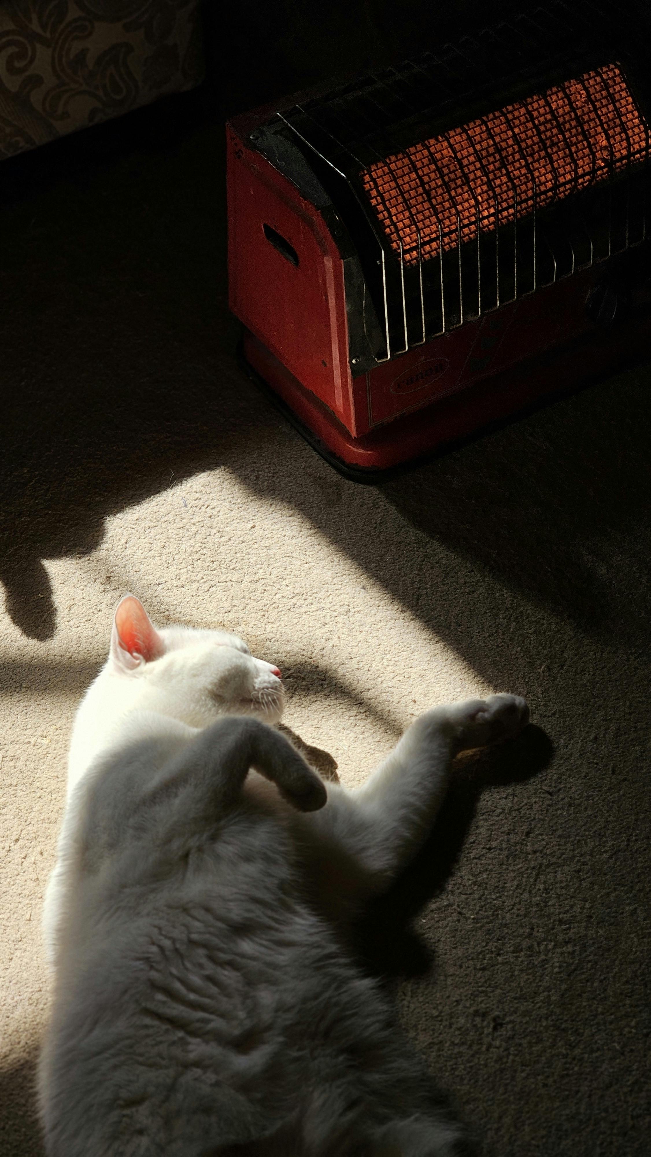 cat relaxing by heater in sunlight