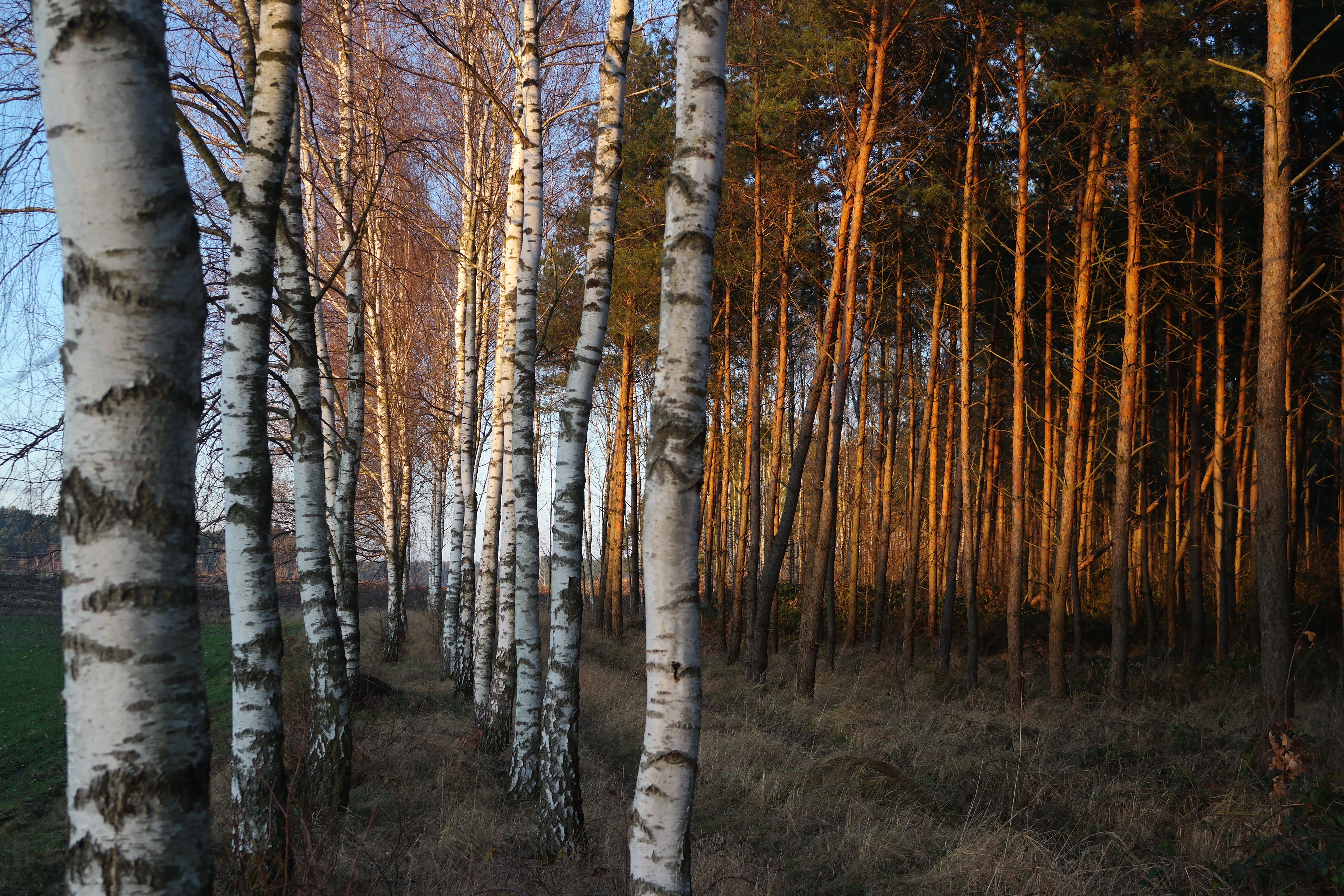 Serene Birch and Pine Forest at Sunset · Free Stock Photo