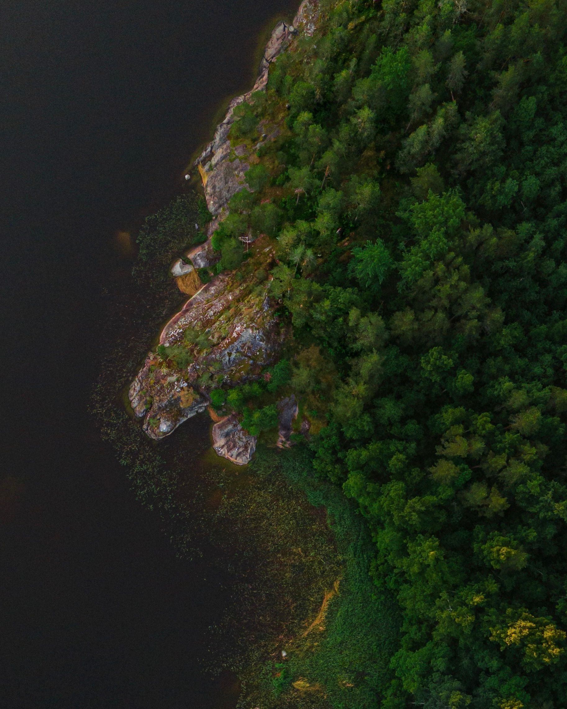Aerial View of Lush Green Forest by Tranquil Lake · Free Stock Photo