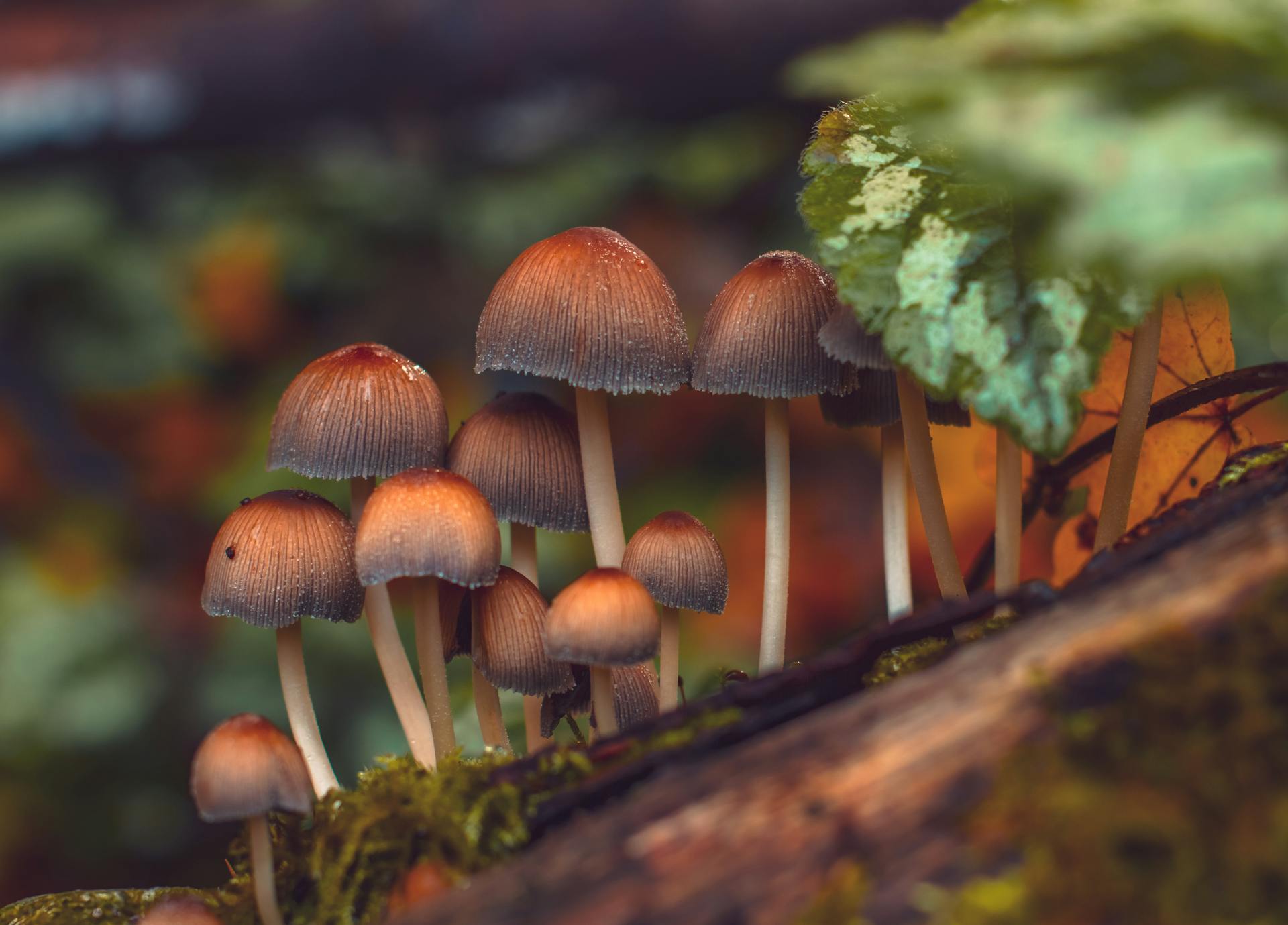 Close-up of wild mushrooms growing on a log in a lush forest environment.