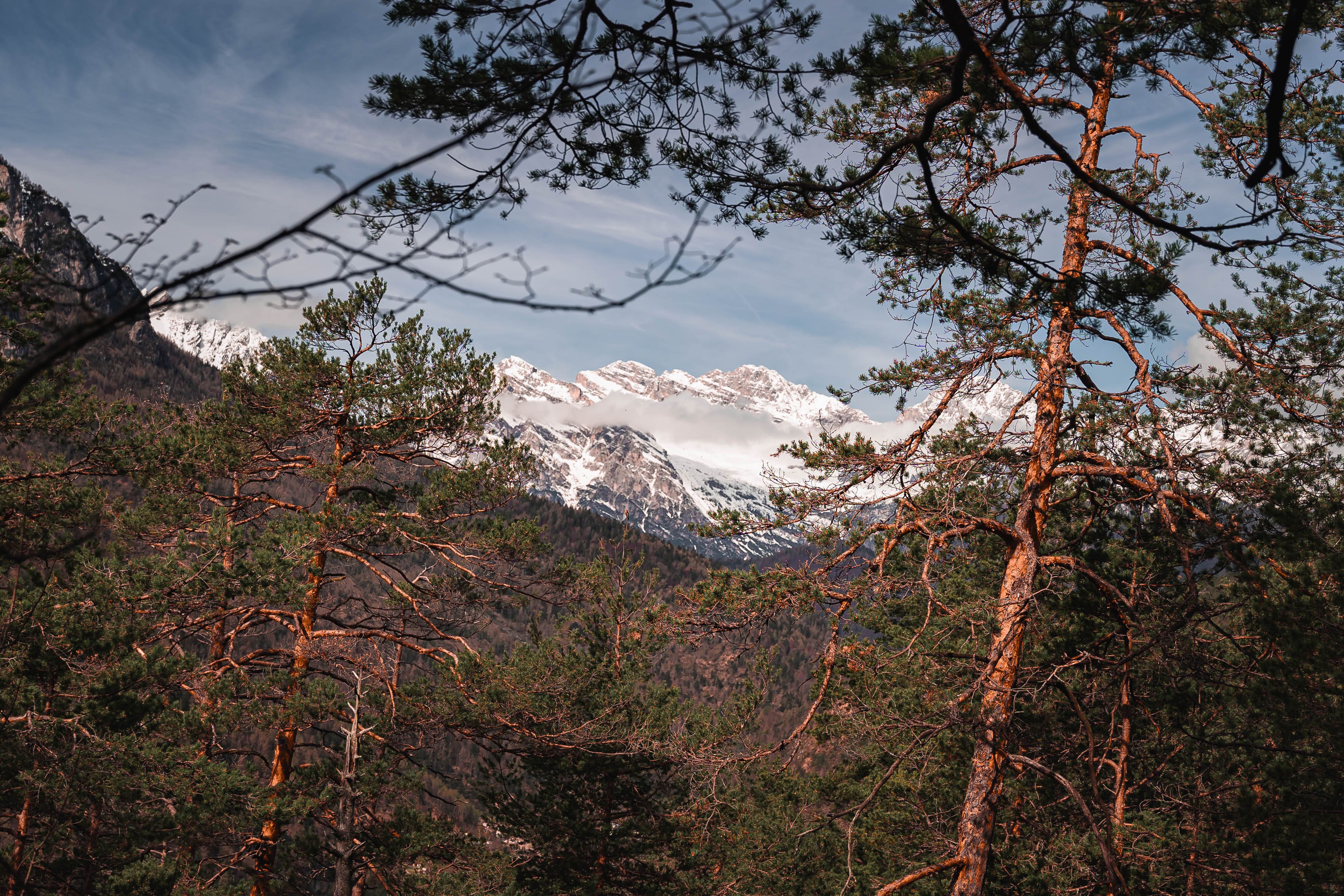 Serene Mountain Landscape with Pine Trees · Free Stock Photo
