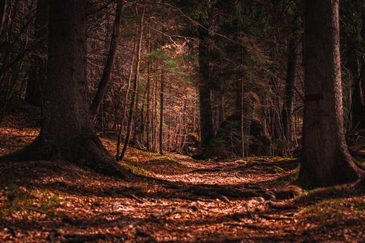 A tranquil forest path surrounded by trees and autumn leaves, capturing the warmth and peace of nature.