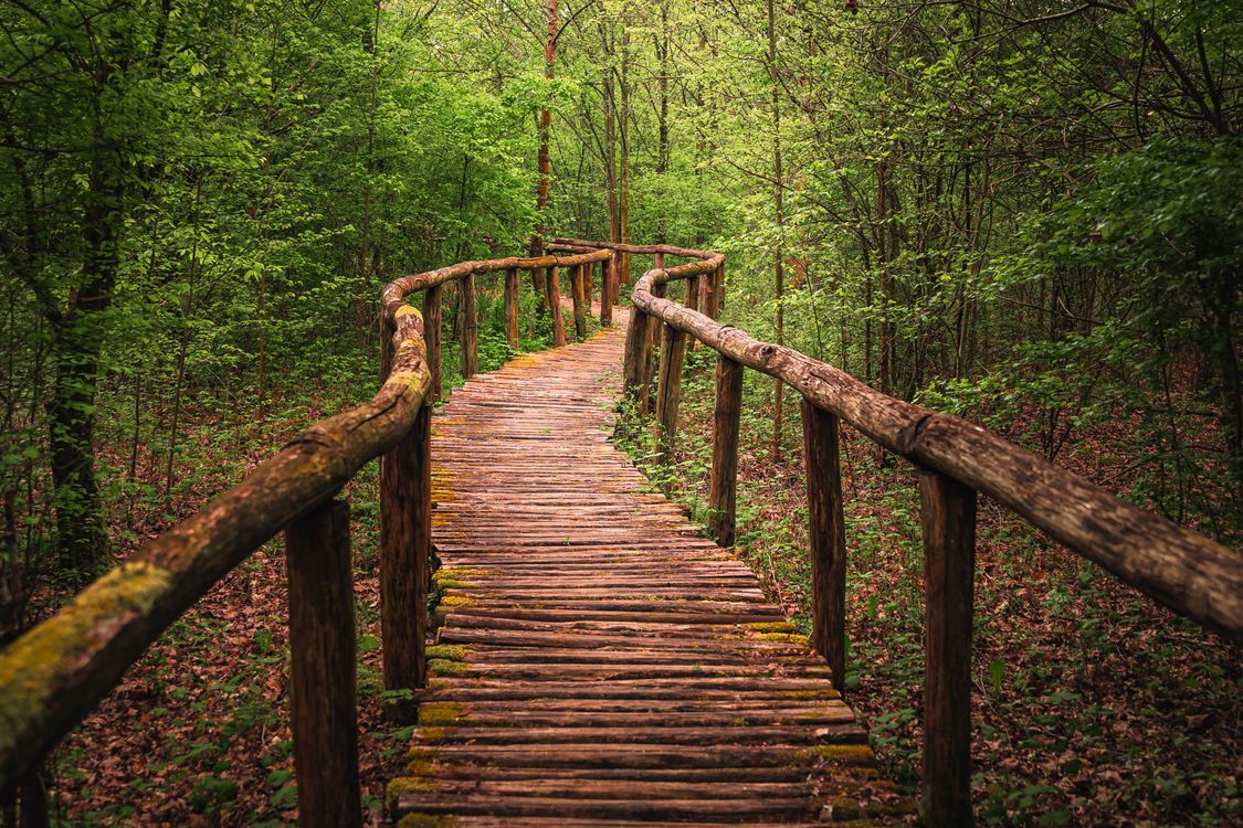 Spring Forest Pathway Rustic Wooden Pathway through Lush Forest · Free Stock Photo