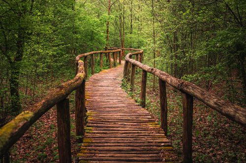 Free A serene rustic wooden pathway meandering through a vibrant green forest in spring. Stock Photo