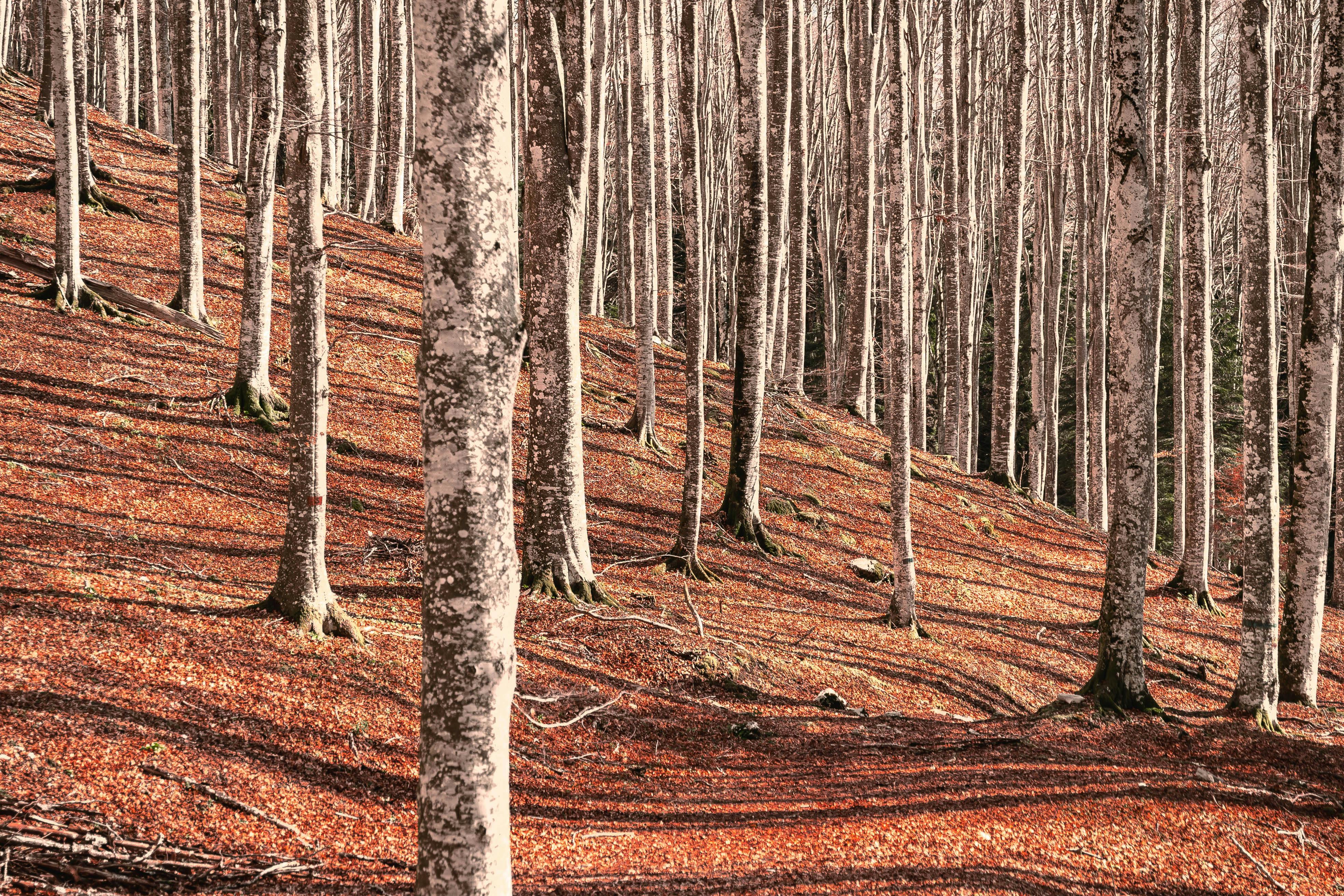 A tranquil forest scene with tall bare trees and autumn leaves on the ground.