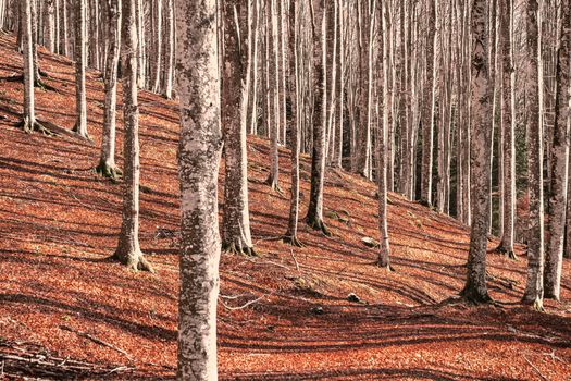 A tranquil forest scene with tall bare trees and autumn leaves on the ground.