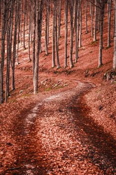 A tranquil forest path covered in autumn leaves, creating a peaceful nature scene.
