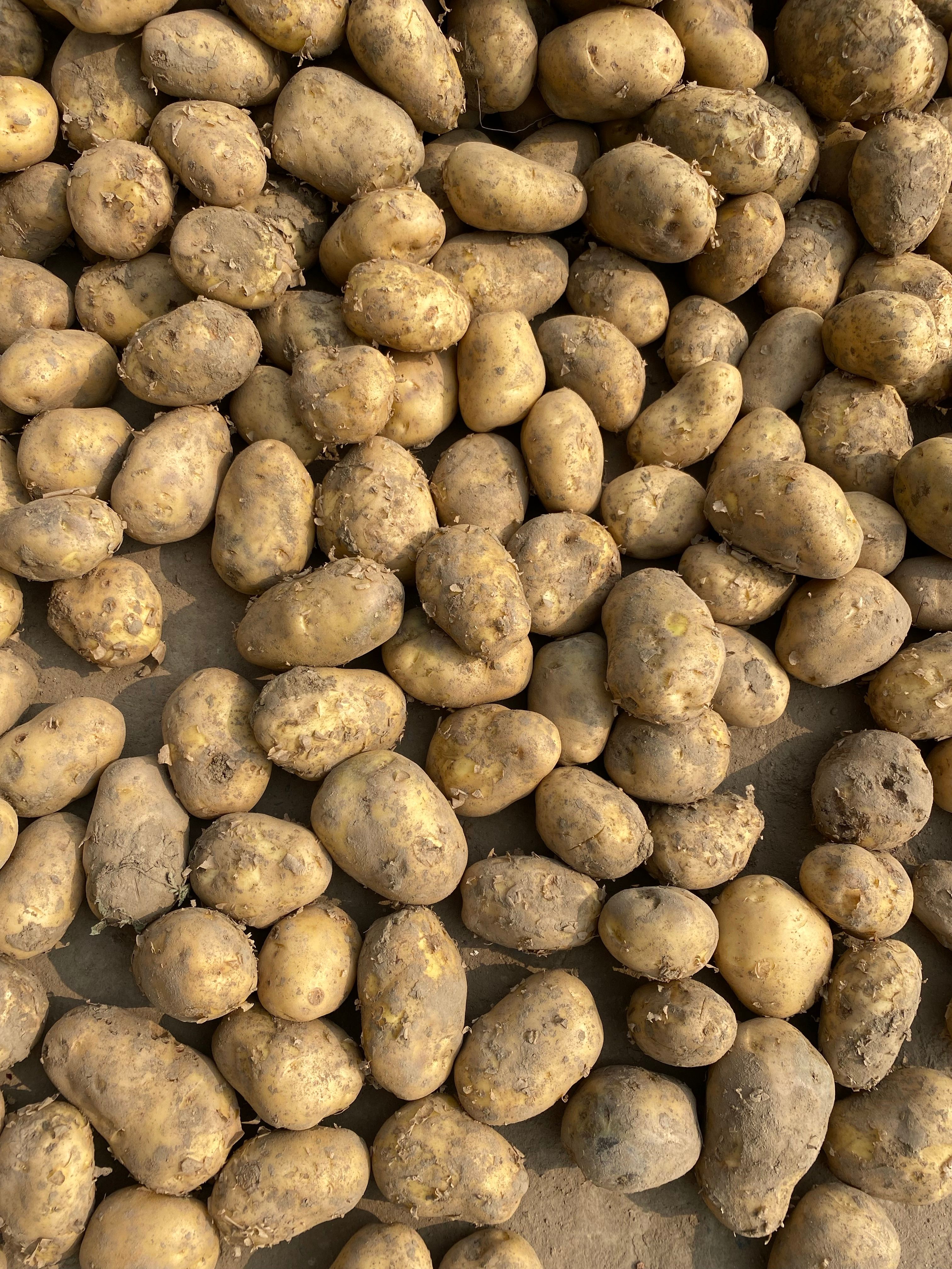 Potatoes Indian Recipes