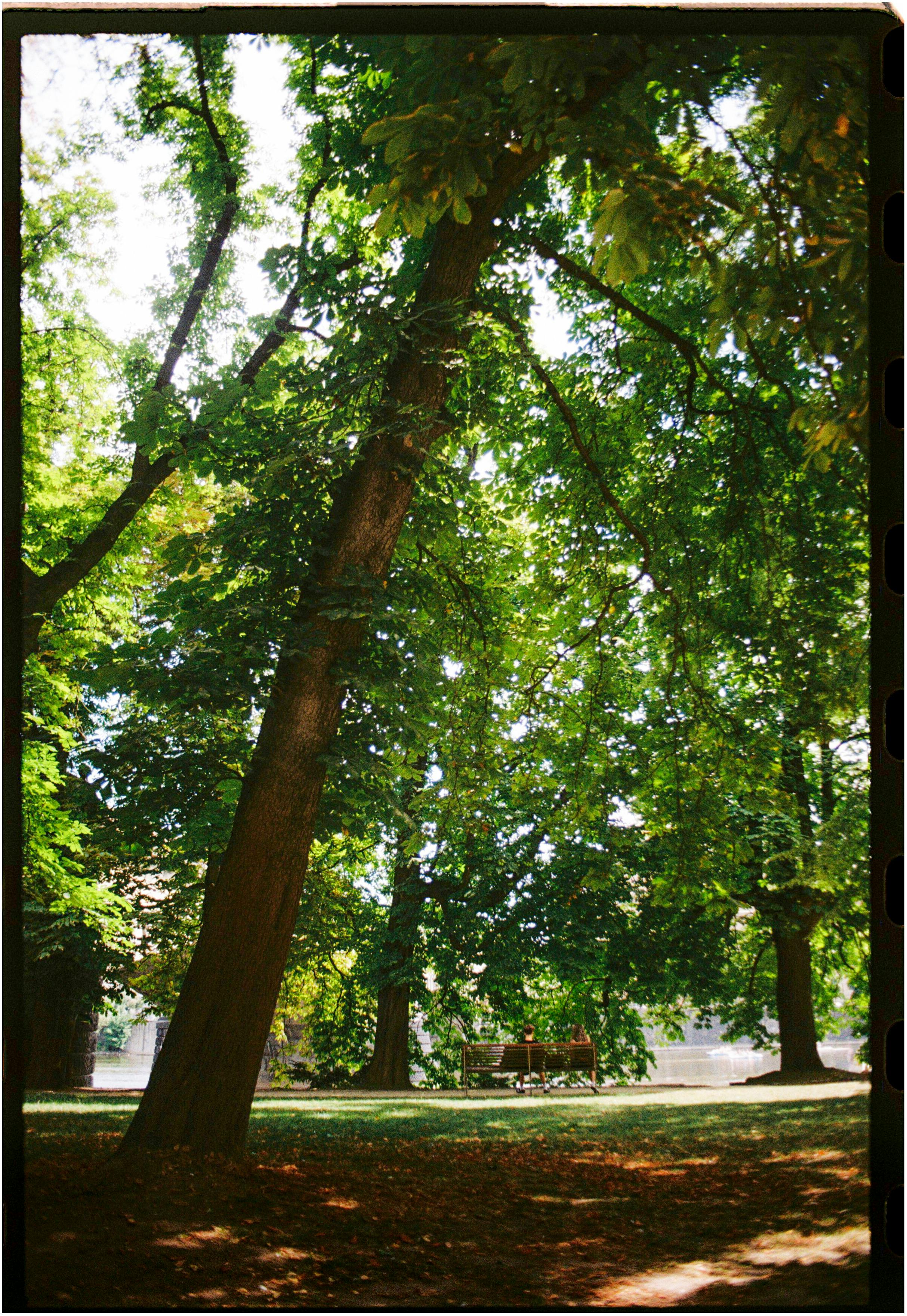 Serene park scene featuring lush green trees and a tranquil bench.