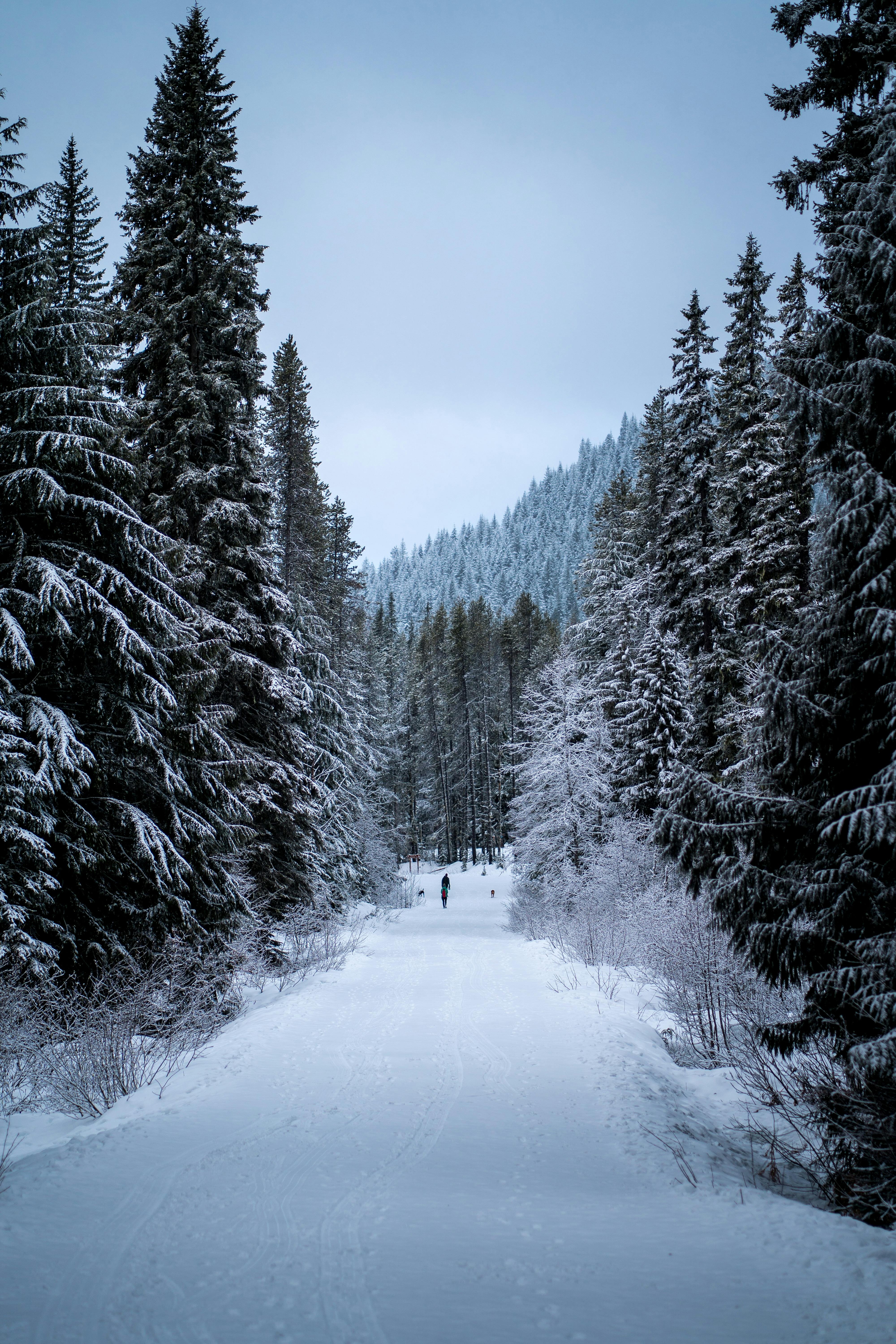 Majestic snow-covered forest trail in Government Camp, Oregon, with solitary figure.