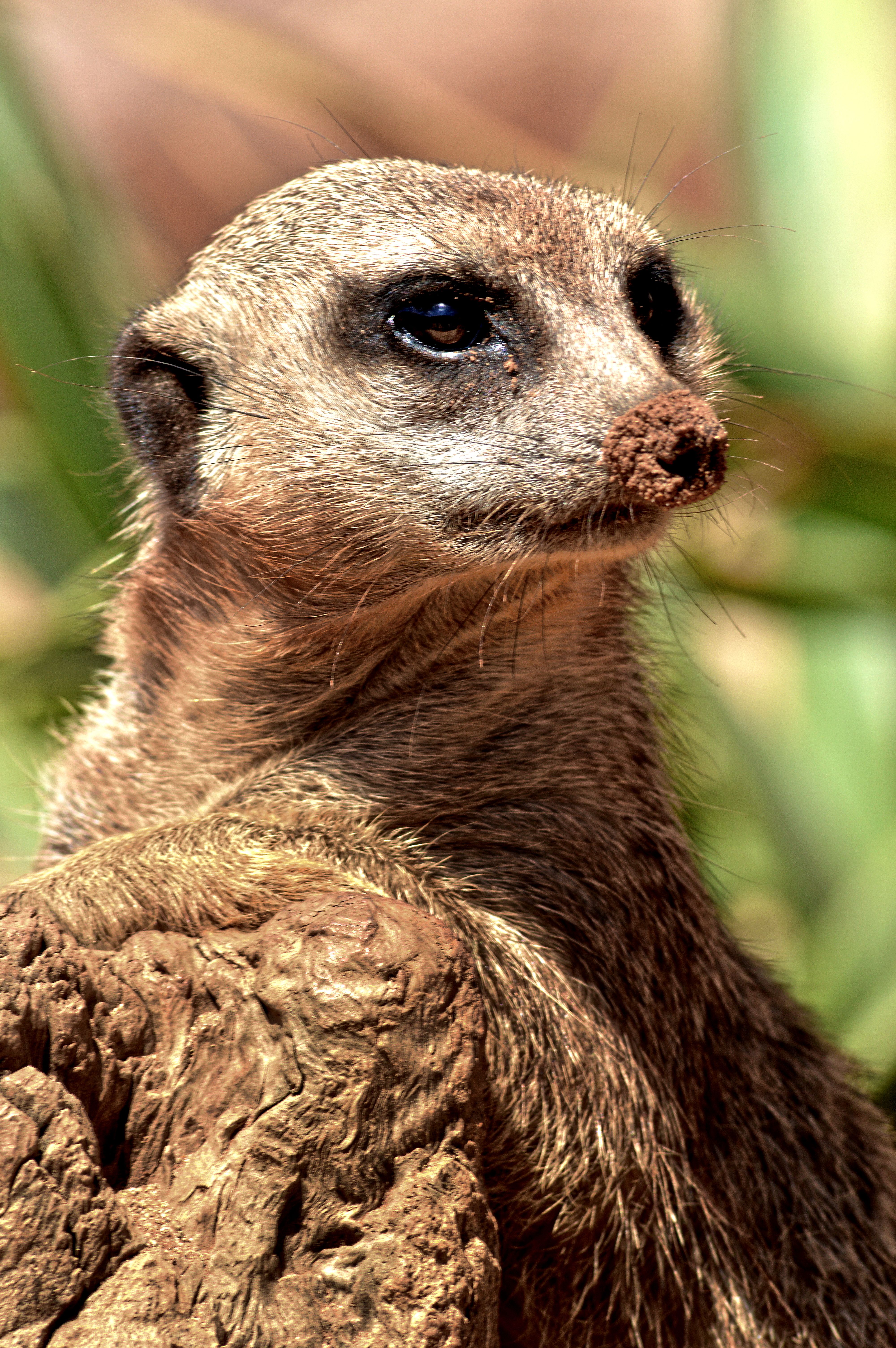 Close-up of Meerkat in Natural Habitat · Free Stock Photo