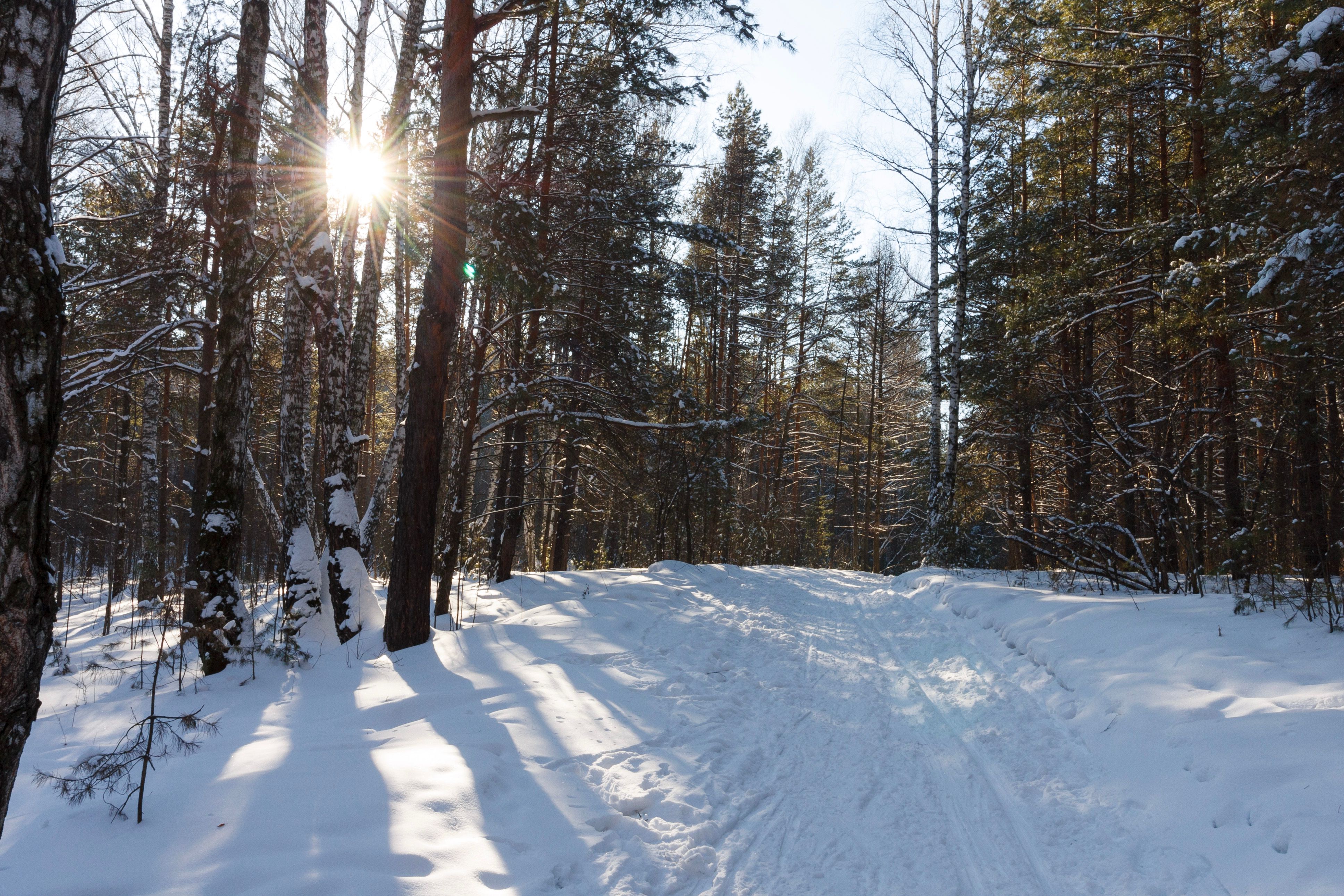 Sunlit Winter Forest with Snow-covered Path · Free Stock Photo