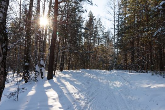 A serene winter forest scene with a sunlit path and snow-covered trees.