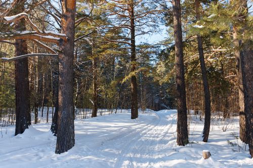 Free A peaceful snowy trail through a sunlit winter forest with tall pine trees. Stock Photo