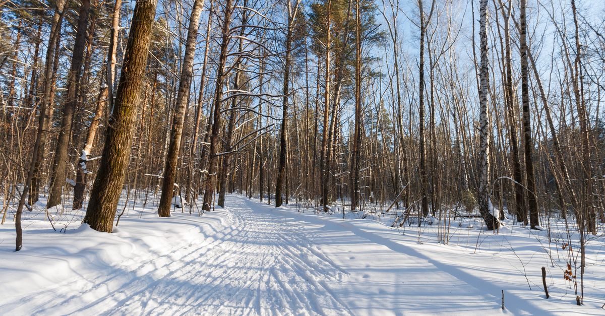 Explore a tranquil winter scene in a sunlit forest with snow-covered trees and shadows.