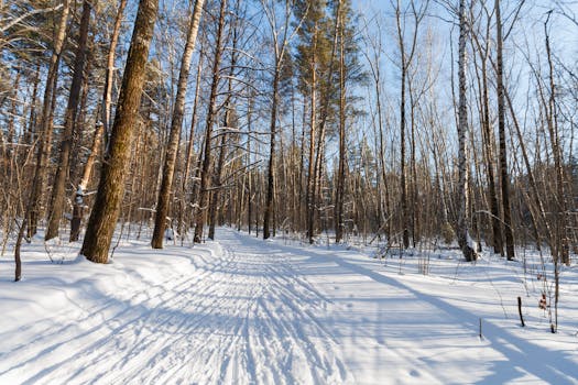 Explore a tranquil winter scene in a sunlit forest with snow-covered trees and shadows.
