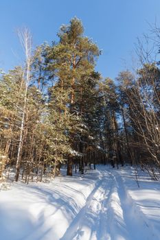 Snow-covered path through a peaceful winter forest under a bright blue sky, perfect for nature lovers.