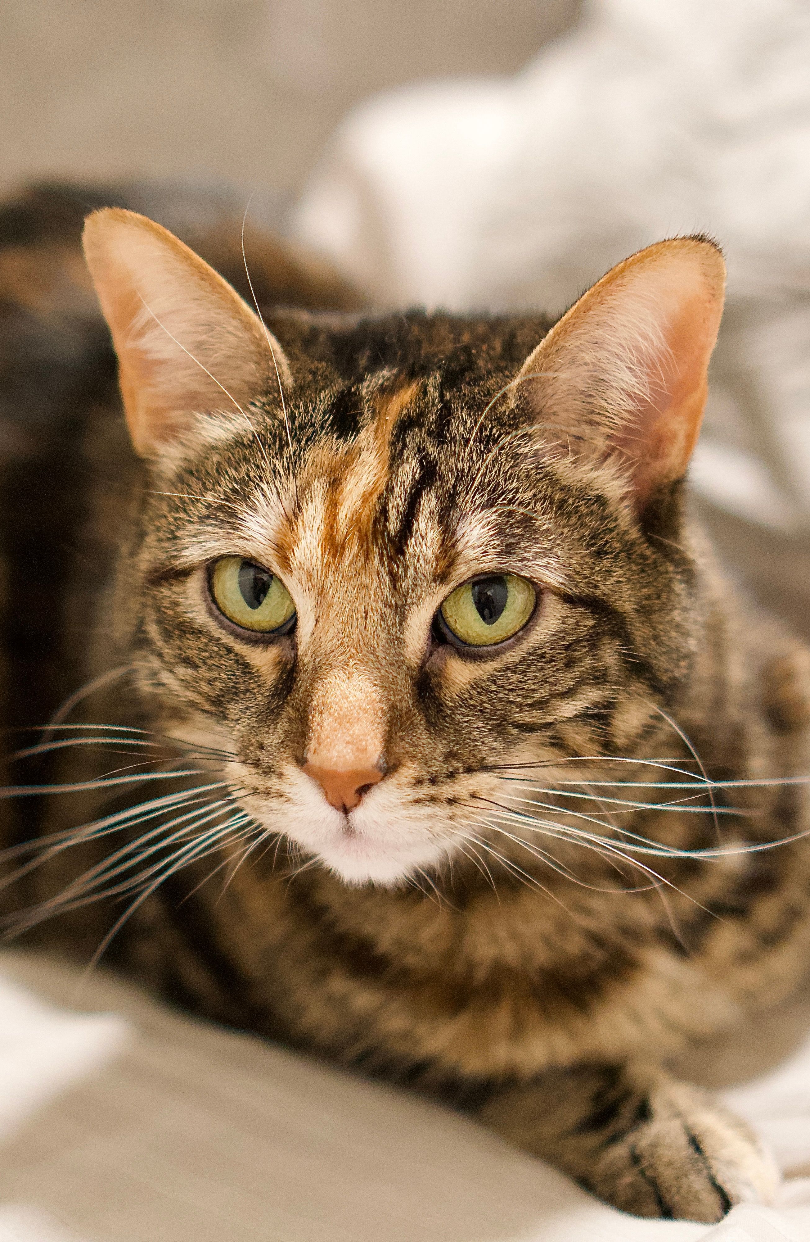 Close-Up Portrait of a Tabby Cat Lying Down · Free Stock Photo