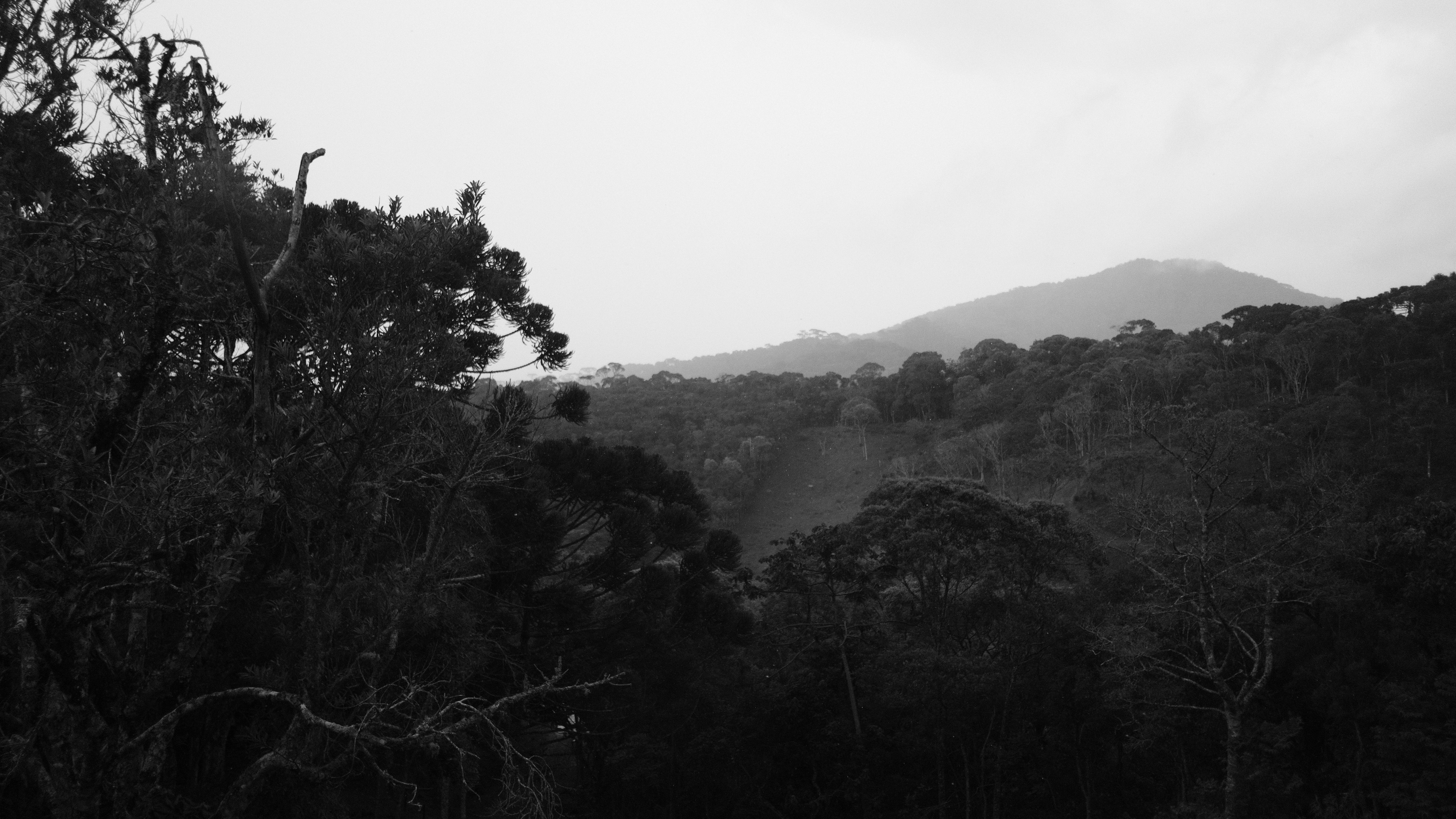 Pemandangan Hutan Pegunungan Hitam Putih Yang Damai · Foto Stok Gratis
