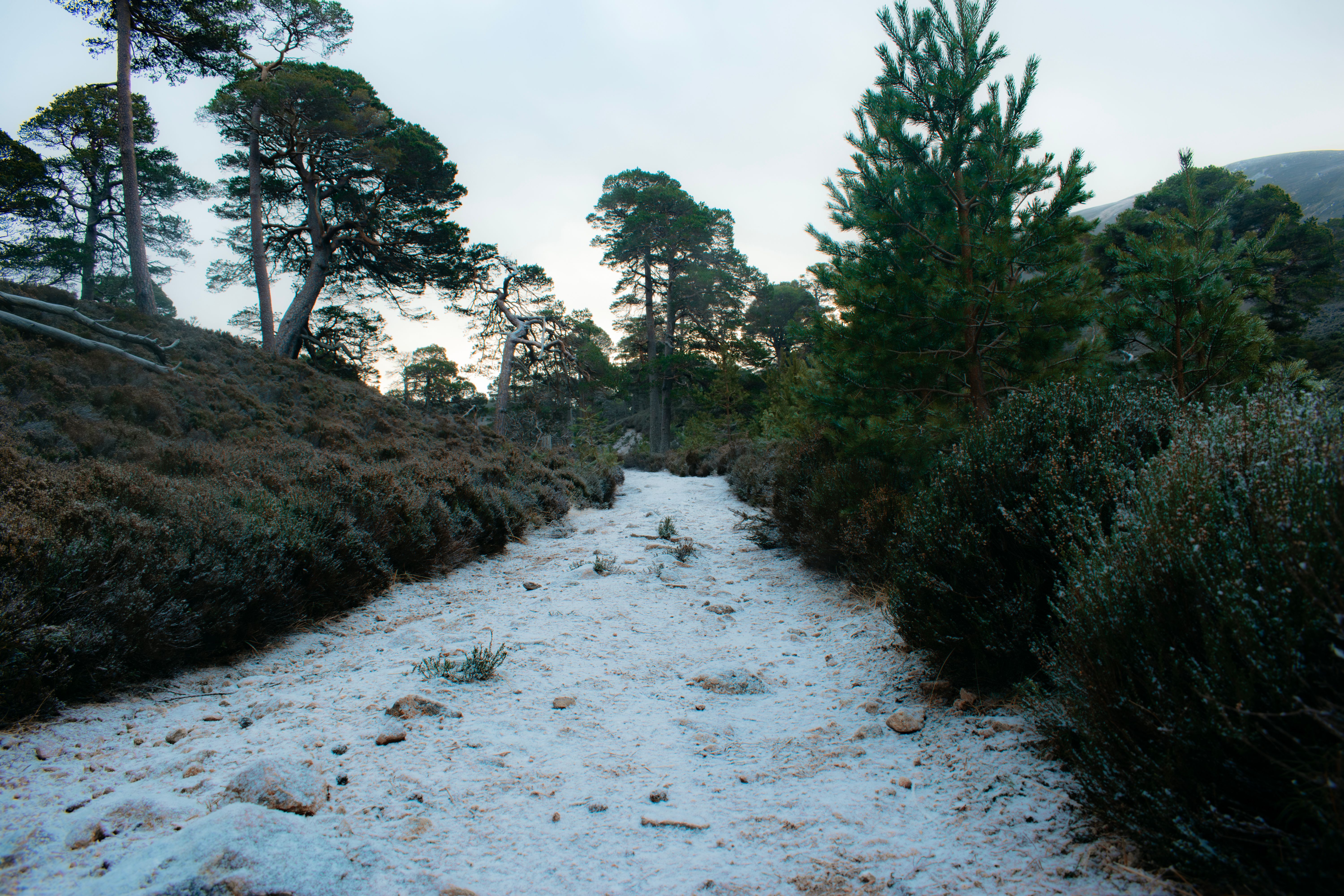 Snowy Forest Path in Winter Landscape · Free Stock Photo