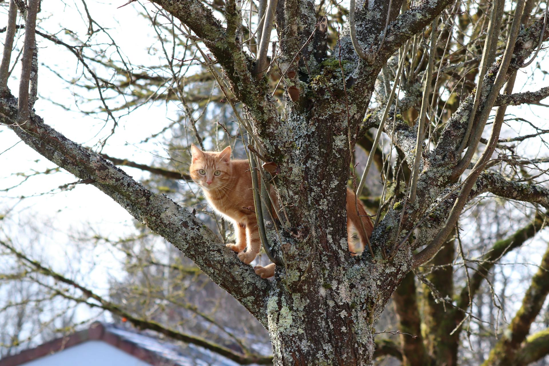 A ginger cat climbing a lichen-covered tree on a bright day. Perfect for pet and nature themes.