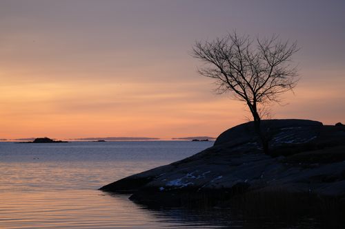 Free Beautiful sunrise over Cove Island Park in Stamford, Connecticut, with a tree silhouette against the dawn sky. Stock Photo