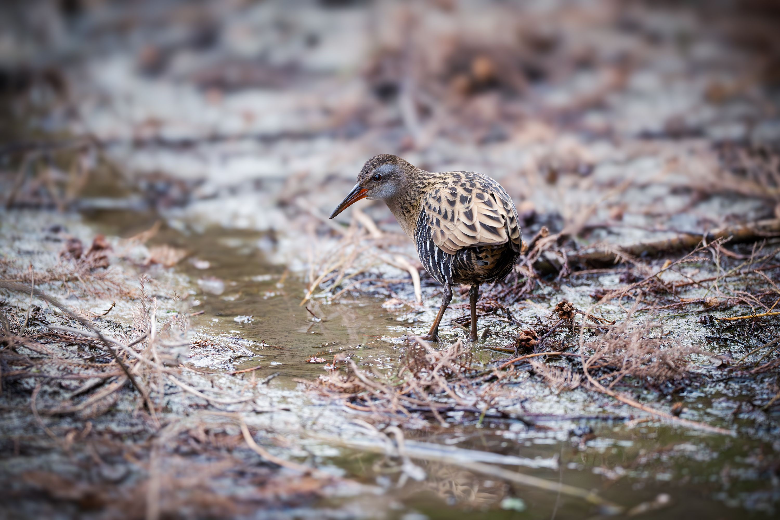 Eurasian Water Rail in Natural Habitat · Free Stock Photo