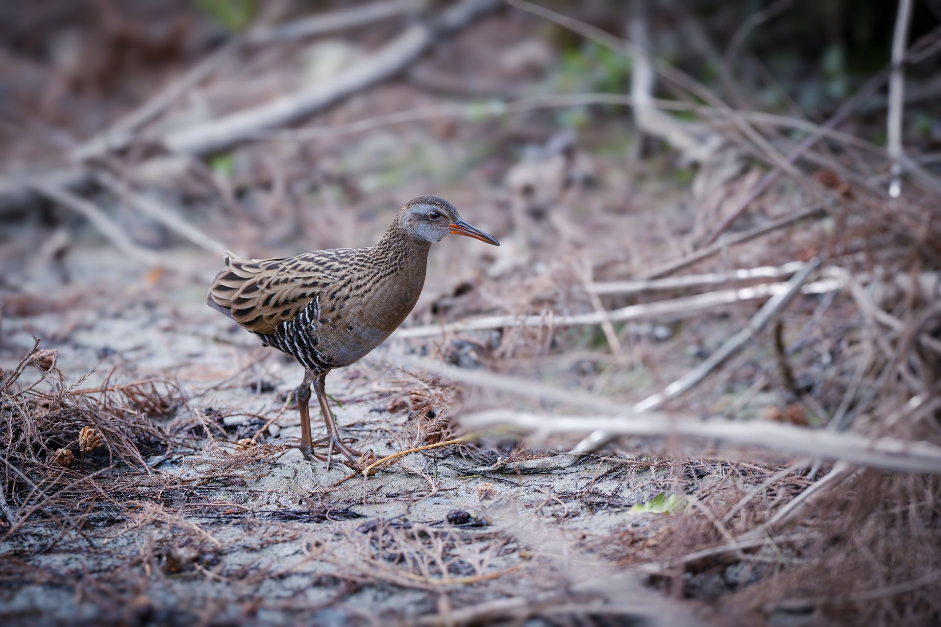 Virginia Rail foraging in wetland environment. Natural and candid shot.