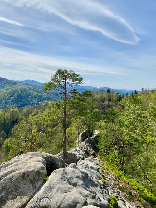 Free Explore the lush Carpathian Mountains with vibrant greenery and rocky outcrops in spring. Stock Photo