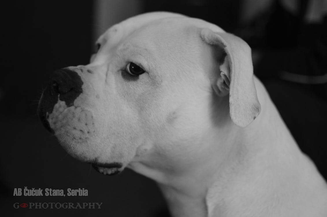 アメリカンブルドッグ ブルドッグ 犬の無料の写真素材